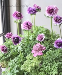 Ȭź餭ͥ͡إ󥢥ꥹ١ڥѡץϡ