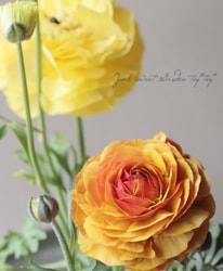 ڿĤ ʥ󥭥饹إȥ磻饤ȥǥ١2餭