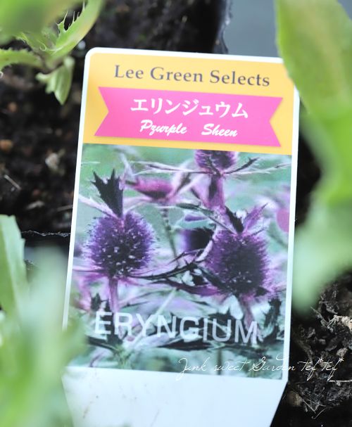 エリンジウム 『リーベンウォルシー』『パープルシーン』 | すべての
