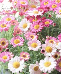 ���֥餵��Υޡ�����å� ����ϩ -�業��-�� �������ʼ�