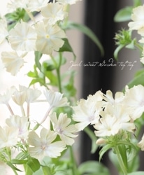 Flower Species,フロックス | Junk sweet Garden tef*tef*