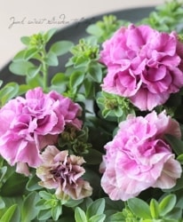�ڲ����¤��󥪥ꥸ�ʥ�� Ȭ�ź餭�ڥ���˥����٥���㡼�ॷ�꡼�� �إ�������