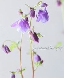 �ھ�����ݥ��ꥸ�ʥ�� ɱ�����ޥ� �إѡ��ץ��