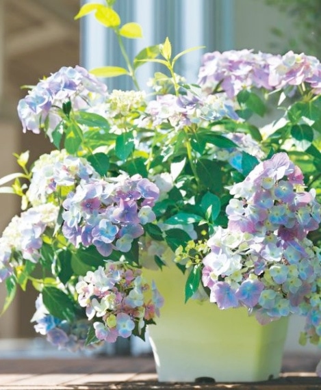 【花苗】PW正規品 ラグランジア オーロランジュ ②❤︎お花あり　新品種 ラグランジア® オーロランジュ | PROVEN WINNERS (PW)【植物の
