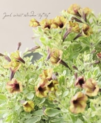 ˾¿ ڥ˥르إϡե ݤ󥪥ꥸʥ