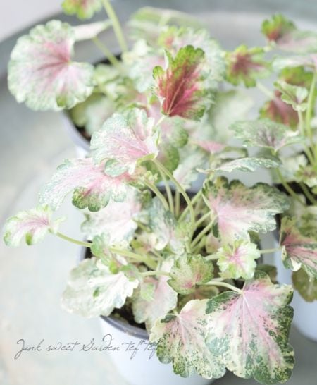 ヒューケラ スノーウィーパンキー 苗【現品発送】 ヒューケラ スノーウィーバンキー 超レア品種 （3.5号）2苗