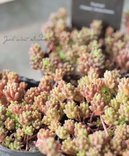 多肉植物】セダム 『コーラルカーペット』 | すべての商品 | | Junk