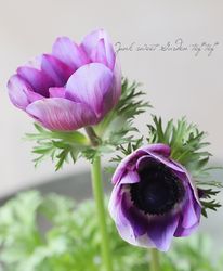 ͥ͡إ󥢥ꥹ١ڰź餭