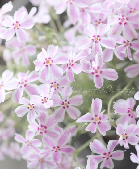 多摩の流れ　椿 多摩の流れ 椿