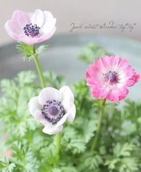 ͥ͡إ󥢥ꥹ١2餭B