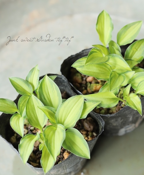 どんどん増える♪ 姫ホスタ　(小型ホスタ) 1苗　斑入り どんどん増える♪ 姫ホスタ (小型ホスタ) 1苗 斑入り