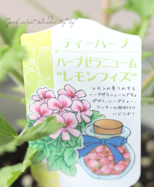ハーブ】ハーブゼラニウム『レモンフィズ』 | すべての商品 | | Junk