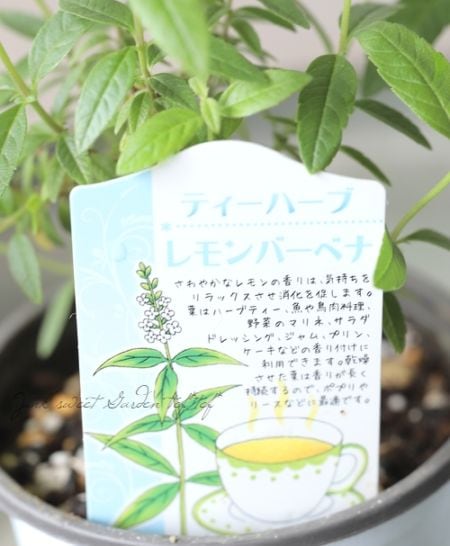 ハーブ】 『レモンバーベナ』 | すべての商品 | | Junk sweet Garden