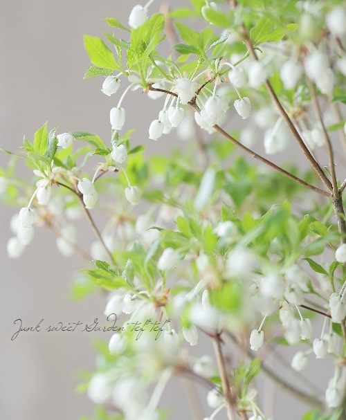 山採りドウダンツツジ　白花/817 白花ドウダンツツジ』 | すべての商品 | | Junk sweet Garden tef*tef*