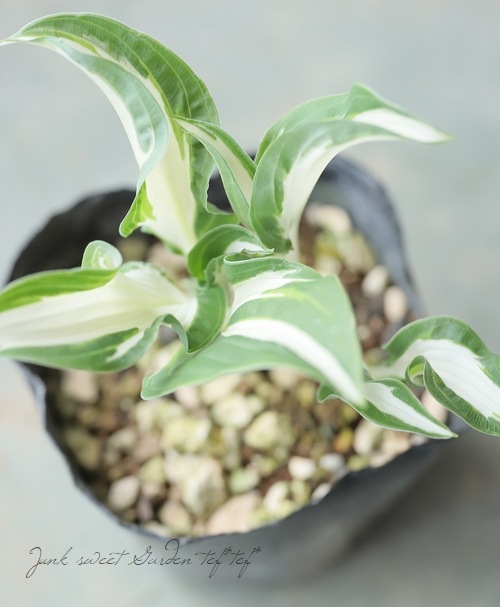 小型種ホスタ・ギボウシ 『シルバーストリーク』 | すべての商品