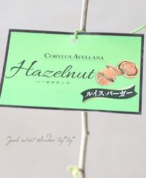 �ڲ����ڱ�ۥء�����ʥåġ����Υϥ����ߡ� �إ륤���С������١�10��off��