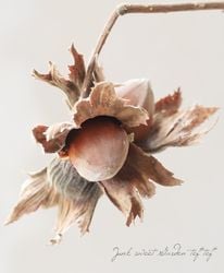 ڲڱۥءʥåġΥϥߡ إΥåƥ󥬥ե롼١10off