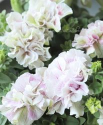 ڹ߷󥪥ꥸʥȬź餭ڥ˥إԥ󥯥ۥ磻ȡ 