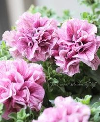 ڹ߷󥪥ꥸʥȬź餭ڥ˥إԥ󥯥٥ 