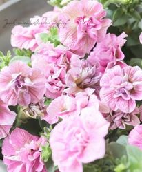 ڹ߷󥪥ꥸʥȬź餭ڥ˥إԥ󥯡 