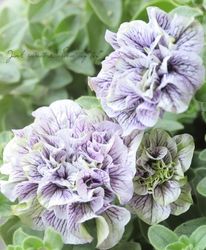 ڹ߷󥪥ꥸʥȬź餭ڥ˥إ֥롼٥ 