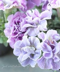 ڹ߷󥪥ꥸʥȬź餭ڥ˥إ⡼֡ 