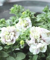 ڹ߷󥪥ꥸʥȬź餭ڥ˥إ饤ۥ磻ȡ 