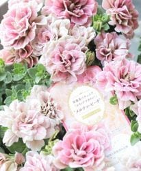 ڲ¤󥪥ꥸʥ Ȭź餭ڥ˥ۥåץޥ إƥԡ