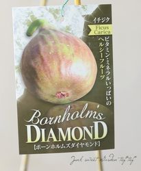 �ڲ̼��ۥ������� �إܡ���ۥ�ॺ��������ɡ� �Ѵ���-20�