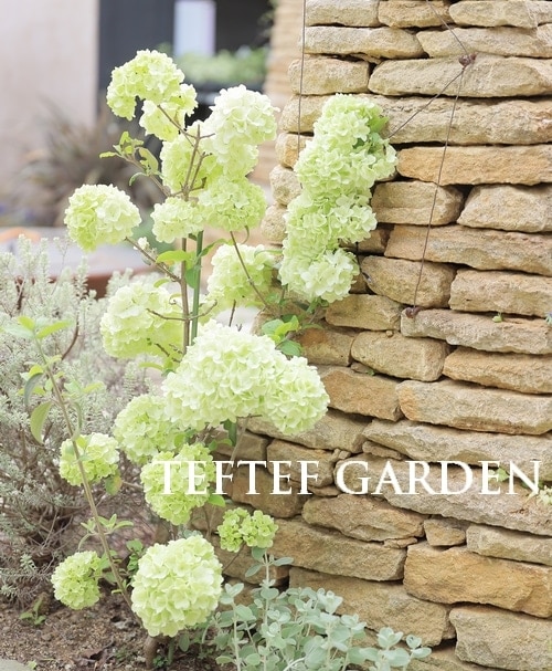 ビバーナム・オオデマリ 『ステリーレ』 二期・四季咲き性！【現在花