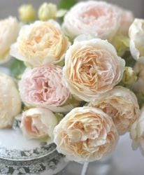 アンティークカラー バラ(ᵔᴥᵔ)かわいいお庭♡シャビーなガーデン