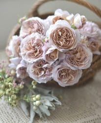 Flower Species,バラ苗 | Junk sweet Garden tef*tef*