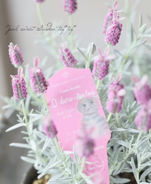 フレンチラベンダー 『キューデュラシルバーリーフ』アンティーク