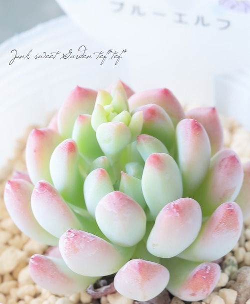 多肉植物】 エケベリア 『ブルーエルフ』 【はなちゃんの多肉