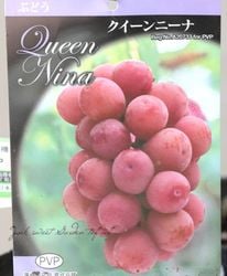 �ڲ̼��� �֥ɥ����إ�������ˡ��ʡ١�10��off��