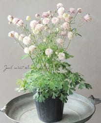 ��LUXURY SELECTION��tef*tef*���ꥸ�ʥ롪Ȭ�ź餭�����ޥ����إ��饷���륻�ԥ��� �����1��ʪ��A��