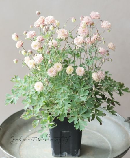 LUXURY SELECTION】tef*tef*オリジナル！八重咲きオダマキ