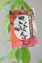 �ڲ̼��� �������ܡ��羭�� -�������祦�˥���-��