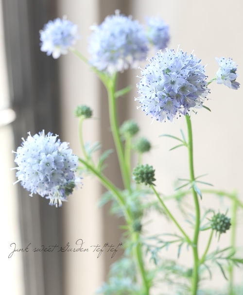 K2カメリアカービングフラワー あと1ペアラスト ギリア・カピタータ 『クリアラストブルー』 【変わり咲き】 | すべて