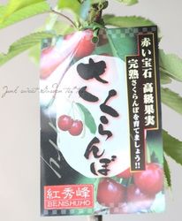 �ڲ̼��� �������ܡعȽ��� -�٥˥��奦�ۥ�-��