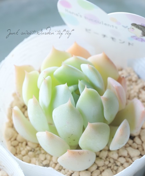 ❣️ピーチデーモン❣️現品 エケベリア 寄せ植え 多肉弁当 多肉植物 買い物をお 楽しみください ❣️ピーチデーモン❣️現品 エケベリア