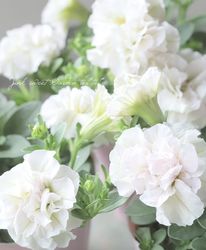 ڲ¤󥪥ꥸʥ Ȭź餭ڥ˥ۥåץޥ إߥ륯꡼