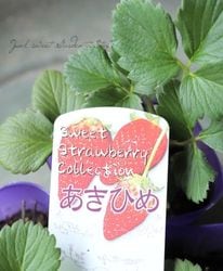 �ڲ����ڱ�� ���������ؾ�ɱ -�����Ҥ�-��