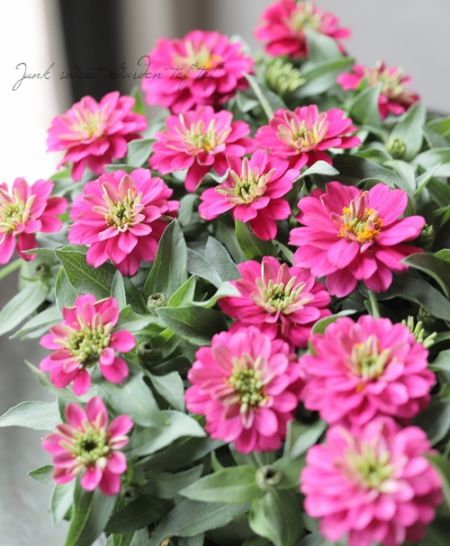 E49美品◆ ベイジ【2023ss/CollectionZINNIA：ジニア】 750-FZN732.jpg?1