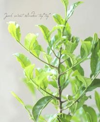 ����ڡ��إ����ߥɥ��