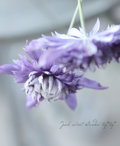 クレマチス・アフロシリーズ 『九重 -ここのえ-』 新旧両枝咲き