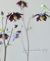 Flower Species,オダマキ | Junk sweet Garden tef*tef*