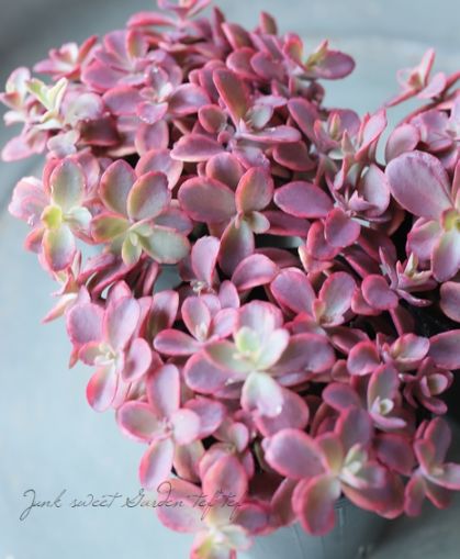 お纏め　多肉植物　ハビシャムズワルツ　新根あり お纏め 多肉植物 ハビシャムズワルツ 新根あり