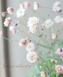 ��LUXURY SELECTION��tef*tef*���ꥸ�ʥ롪Ȭ�ź餭�����ޥ����إ��饷���륻�ԥ� �١ʲ��˹���������