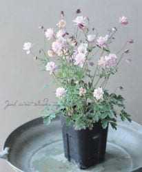 ��LUXURY SELECTION��tef*tef*���ꥸ�ʥ롪Ȭ�ź餭�����ޥ����إ��饷���륻�ԥ��� 2ǯ��1��ʪ��E��